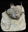 Tower-Eyed Erbenochile Trilobite - Check Out The Detail! #47071-2